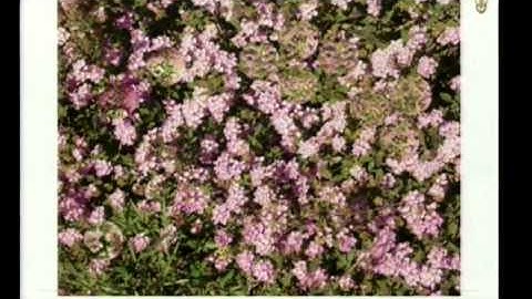 Interactive Evolution of Camouflage