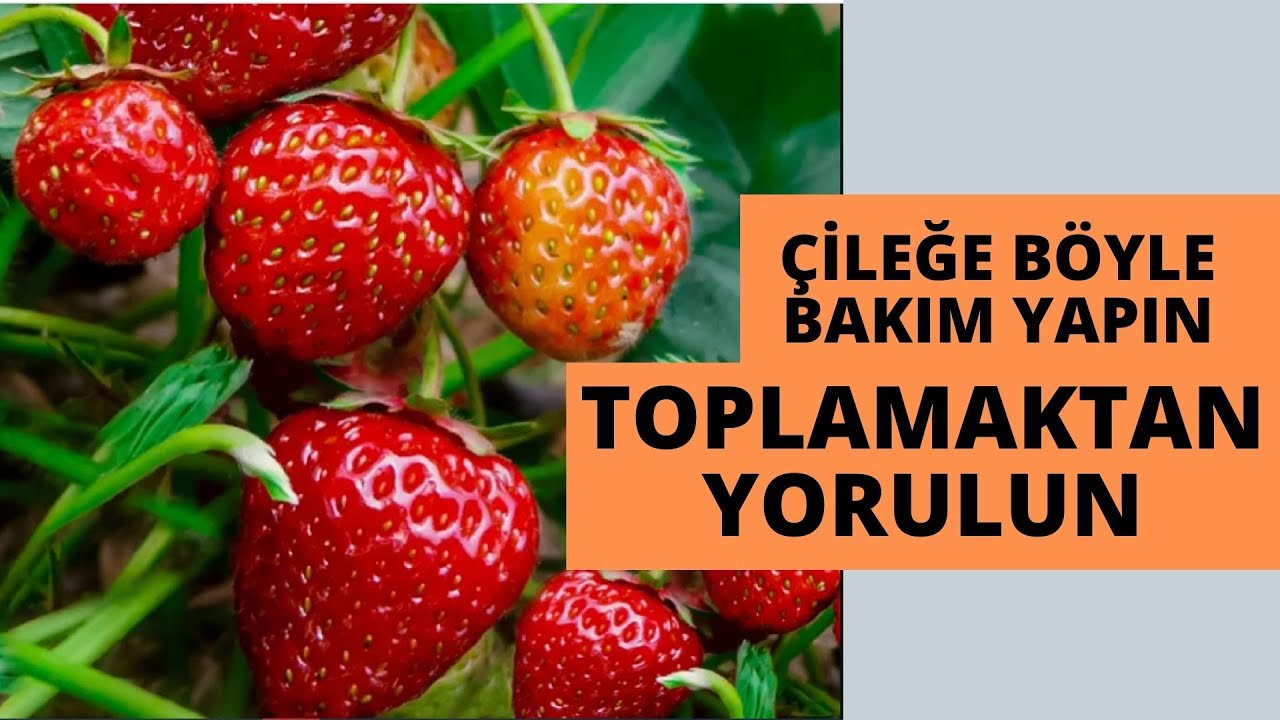 ÇİLEKLERİ BÖYLE YETİŞTİRİN VERİME DOYMAYIN I çilek nasıl yetiştirilir #çilekyetiştiriciliği