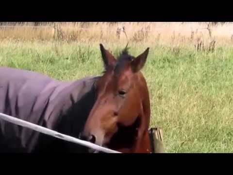 horse-head-banging-funny-horse