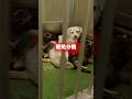 言葉が話せないだけで殺してもいいんですか... #ピースワンコ #犬