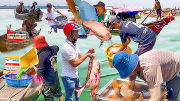 Hồ Trị An Mùa Nước Xanh║Cá Mè Cá Chép Nghiêu Ngày Nước Cạn