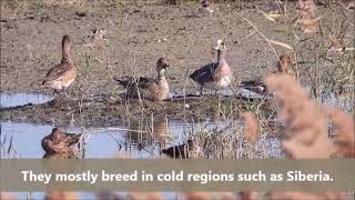 2021 Ecological Records of Winter Migratory Birds in the Qieding Wetland【Anser fabalis】
