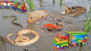So Amazing.. Catching Colorful Betta Fish In The River, Giant Catfish, Ornamental Fish, Turtle, Bird