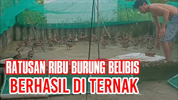 Ratusan Ribu Burung Belibis Berhasil Diternak