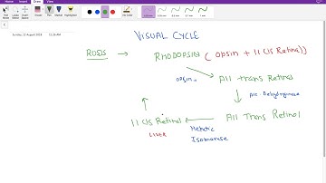 Visual cycle