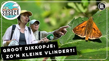 Dikkopjes: een kleine vlinder met een dikke kop | Radio | Vroege Vogels