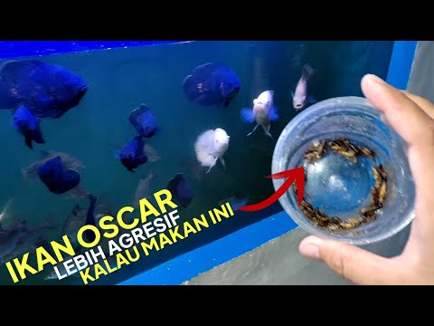 Video: Cara Memberi Makan Astronotus