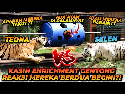 BTRP UJI MENTAL MASUK KANDANG HARIMAU! SAMPE ADA YANG DI KENCINGIN HARIMAU!?