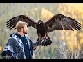 Falconry: How to best prepare for training a Golden Eagle