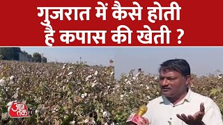 Gujarat में Cotton Farming करने वाले Farmers को किन मुश्किलों का सामना करना पड़ता है | Aaj Tak News