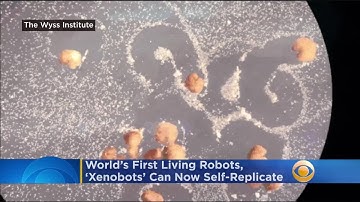 ‘This Is Profound’: World’s First Living Robots ‘Xenobots’ Can Now Self-Replicate, Scientists Say