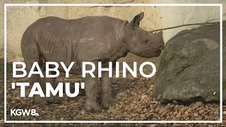 Meet Tamu The Oregon Zoos New Baby Rhino Drew At The Zoo