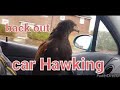 hunting with Harris Hawks & goshawks mixed videos