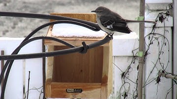 Mocking bird checks out new nesting box