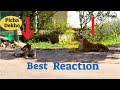 fake tiger prank Can't stop you laughing it | best funny video of 2020