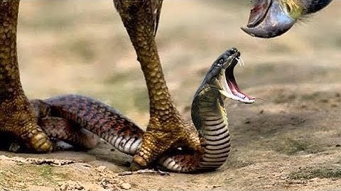 5 Loài Chim Săn Bắt Rắn Dũng Mãnh Nhất