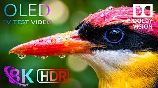 Nature Beyond Imagination in Stunning Detail | 8K HDR OLED Test • 4K HDR • Dolby Vision • 120FPS