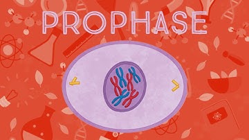 Prophase Animation