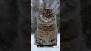 One Man's Kindness Brought This Frozen Cat Back to Life #Miracle #Heartwarming