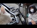 カリン様みたいな猫がやって来た!
