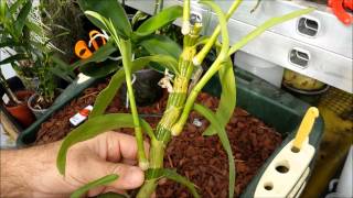 How to clone orchids with keiki paste