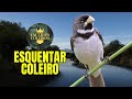 ESQUENTA COLEIRO COM PIADO DE FÊMEA PARA ESQUENTAR COLEIRO TUI TUI