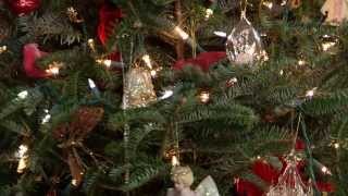Solutions for your Life - Finding the Perfect Christmas Tree