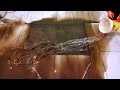 Ext astounding muddy flooded carpet cleaning satisfying asmr