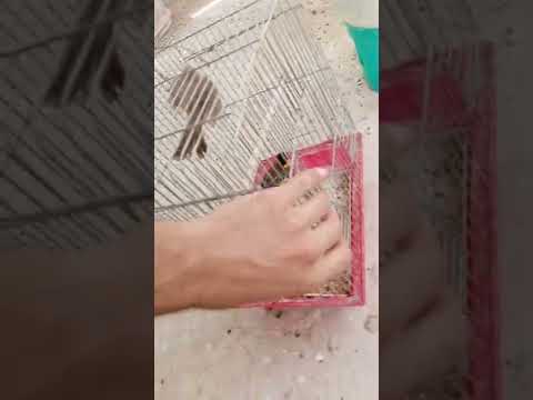 طائر النساج ياكريم طائرالكطه