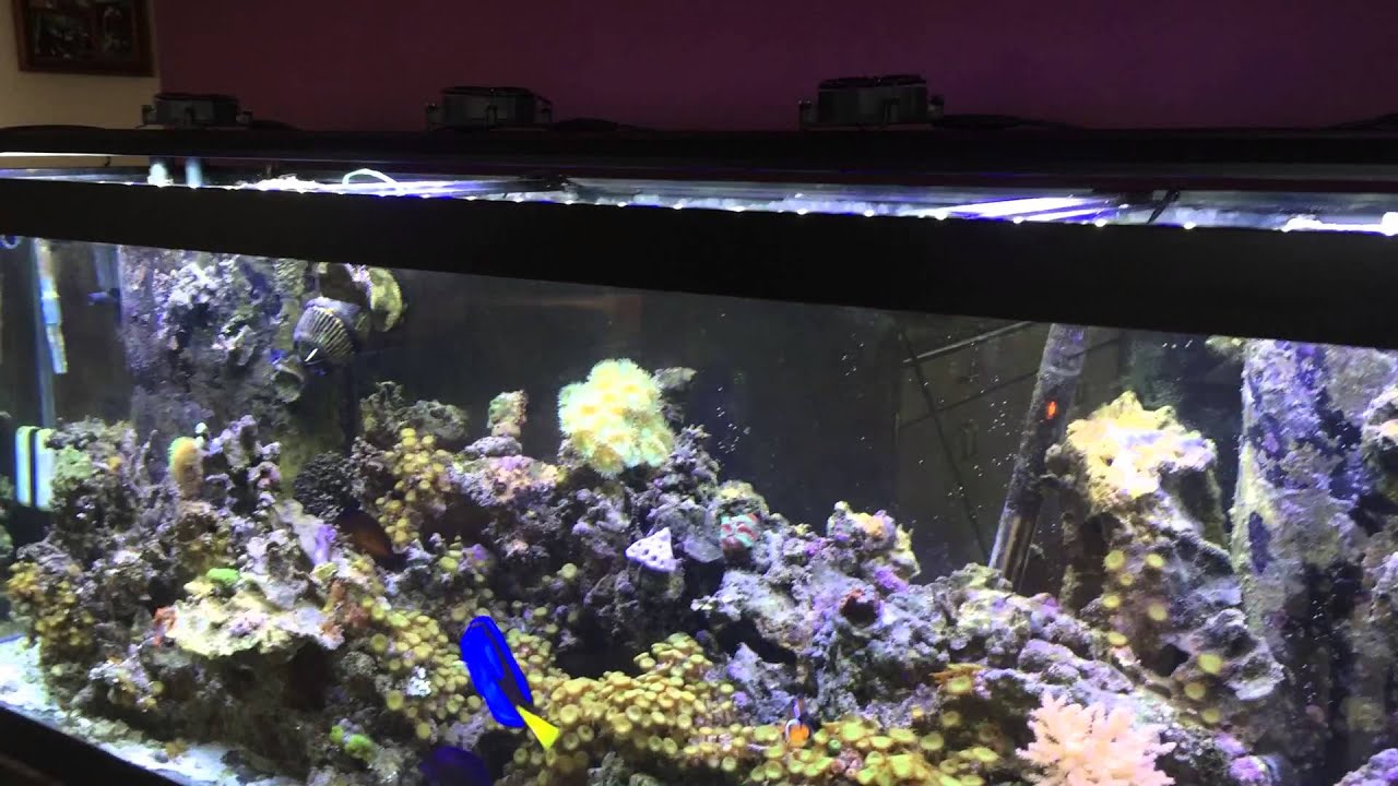 my reef tank beamswork led reef light youtube beam works aquarium lights
