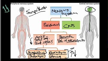 Module 4 nervous system and peripheral.mp4
