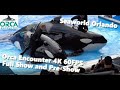 Orca Encounter [4K] 60FPS - SeaWorld Orlando - Full Show and Pre-Show - 123119