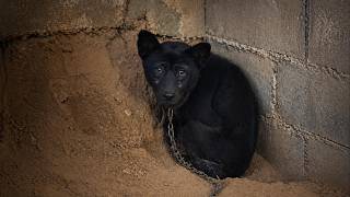 He Trembled in Fear, Hid in a Corner, Eyes Crying for Help, Now Finally Safe and Loved!