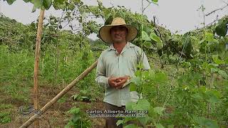 Departamento del Quindío Cultivo de fríjol y piña - Campo - Mundo del Campo