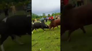 #bull #animal ورزا‌وار _گیلان _مازندران جنگ گاو نر