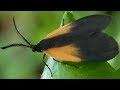 Orange-patched smoky moth flying away after resting on leaf | Insect