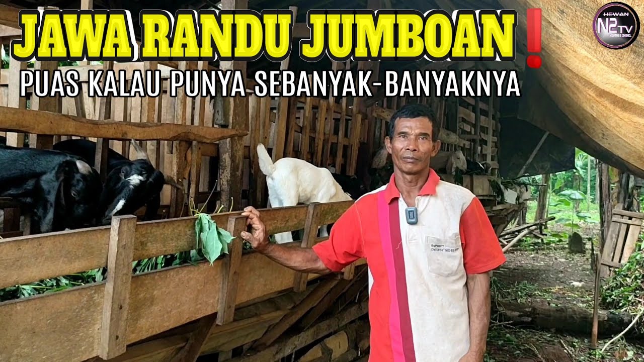 Ternak Kambing Jawa Randu Jumboan 23 Ekor. MANTAP 