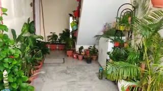 Garden Overview With Indoor Plants Aglonemas, Ferns, Palms|| Balcony Garden Ideas 2020#Indoorplants