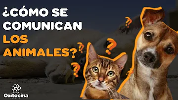 ¿Cómo se comunican los animales 5 ejemplos?