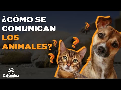 Video: ¿Qué es la comunicación visual en los animales?