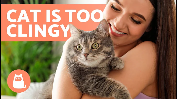 My CAT is Very CLINGY 🧍🐈 (Why Cats Become Too Attached) - DayDayNews