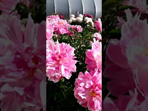 Video: Festiva Maxima (peonia): descrizione