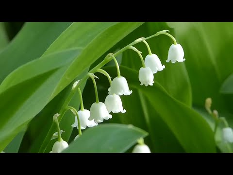 шопен весенняя рапсодия