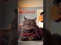 #catconcert #playlist #acousticcover “Dosed” #redhotchilipeppers Happy #valentinesday