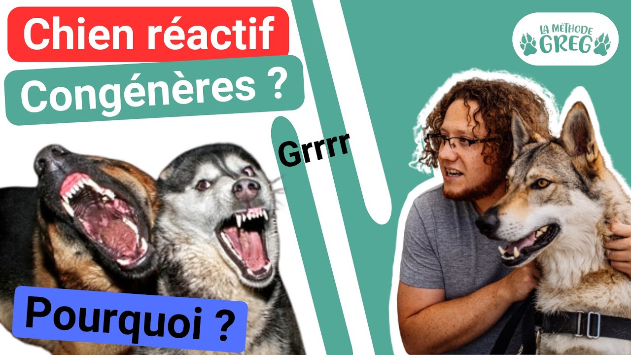 AREG animalcare - Extrait du guide de la réactivité canine P10 Le  harnachement d'un chien réactif est TRES important. Déjà car il est une  nuisance potentielle pour les autres (si agressivité) et