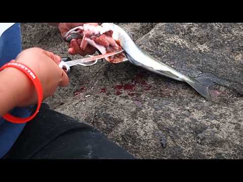 Video: Hvordan Velge Rød Fisk