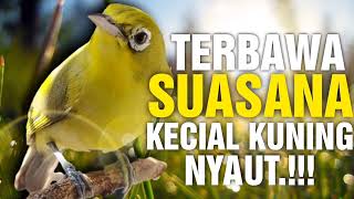 Masteran Kecial Kuning Langsung Nyaut, Suara Alam Pagi Dan Kicauan Burung | PEPADU KECIAL