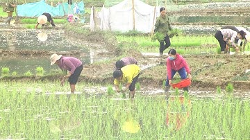 Nông dân xã Tân Phúc tập trung gieo cấy lúa vụ Mùa 2021