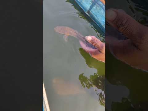 Save The Murrell Fish Life Fish Fishing Machi