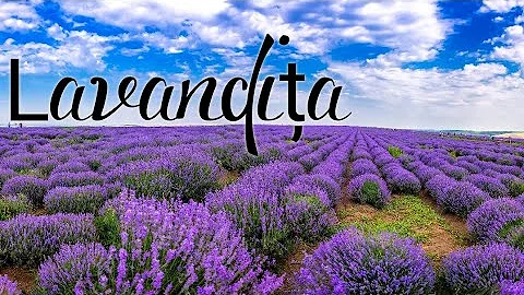 Lavender Field Is Beautiful!!